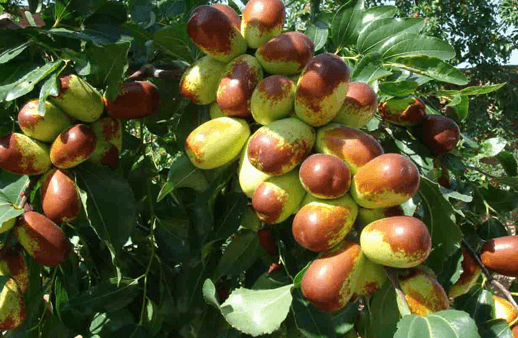 ماذا تعرفين عن فوائد فاكهة العنّاب؟